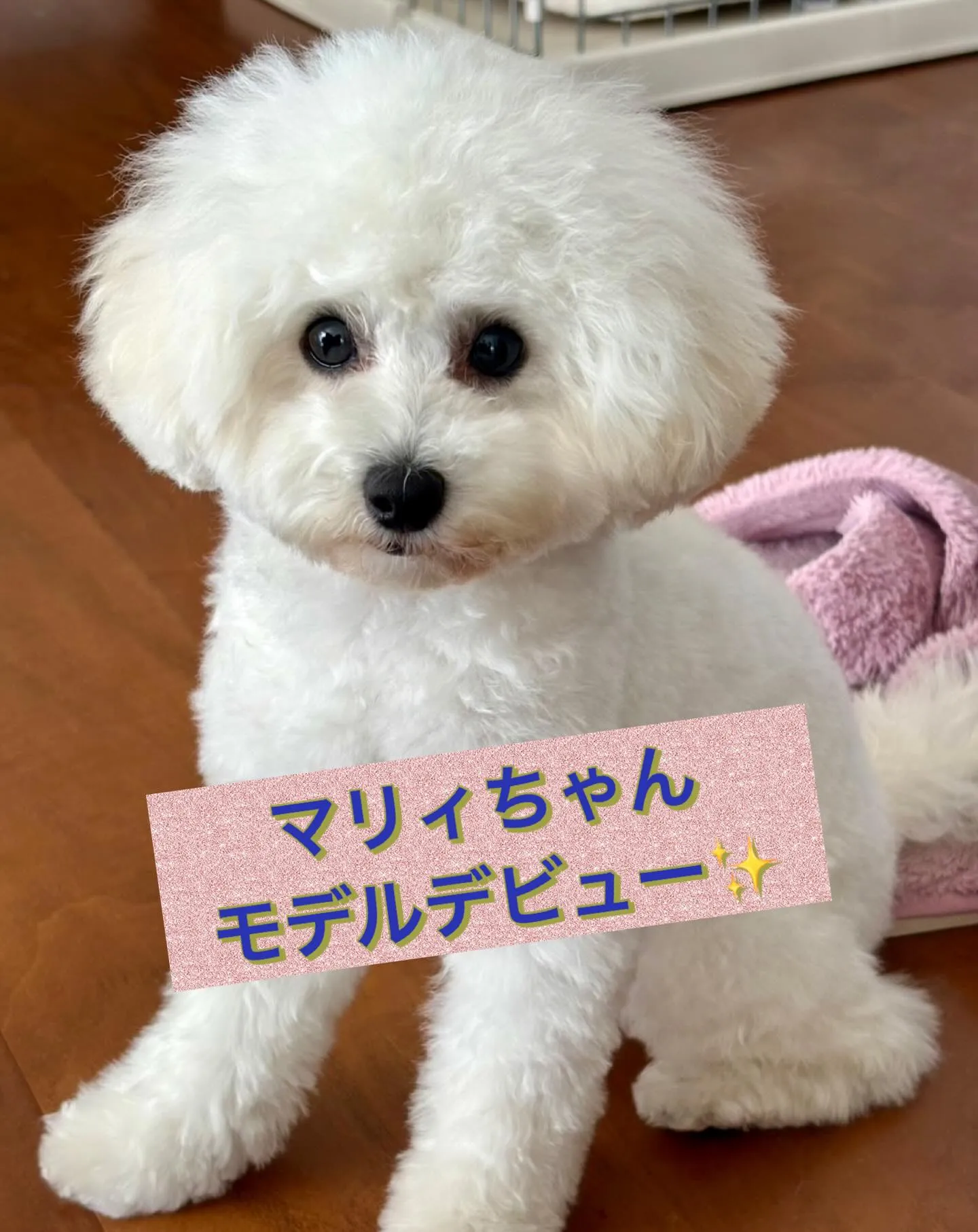 ** マリィちゃん モデルデビュー **