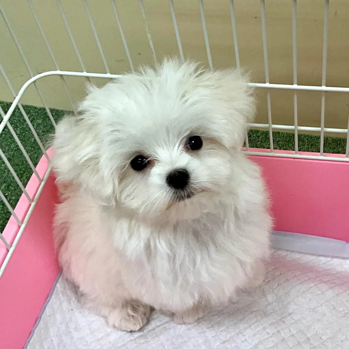 ** 巣立ち **