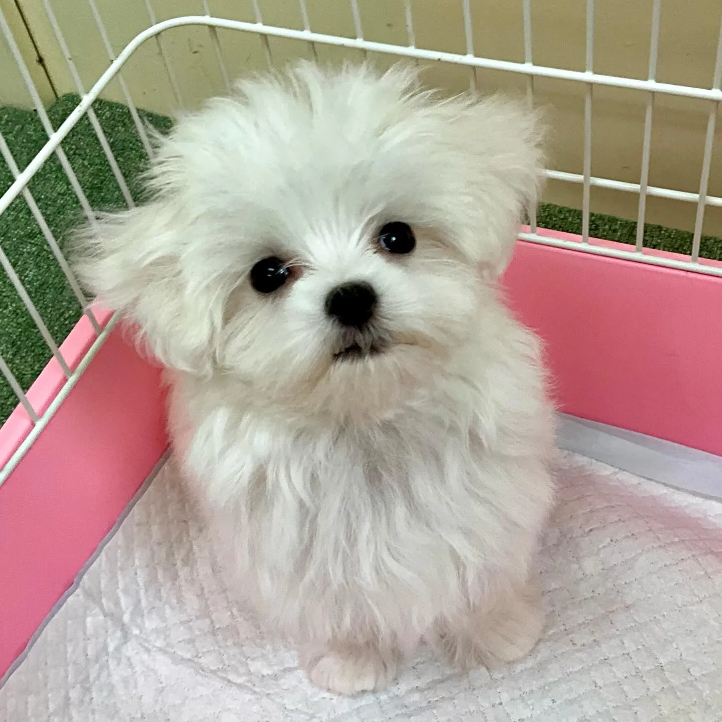 ** 巣立ち **