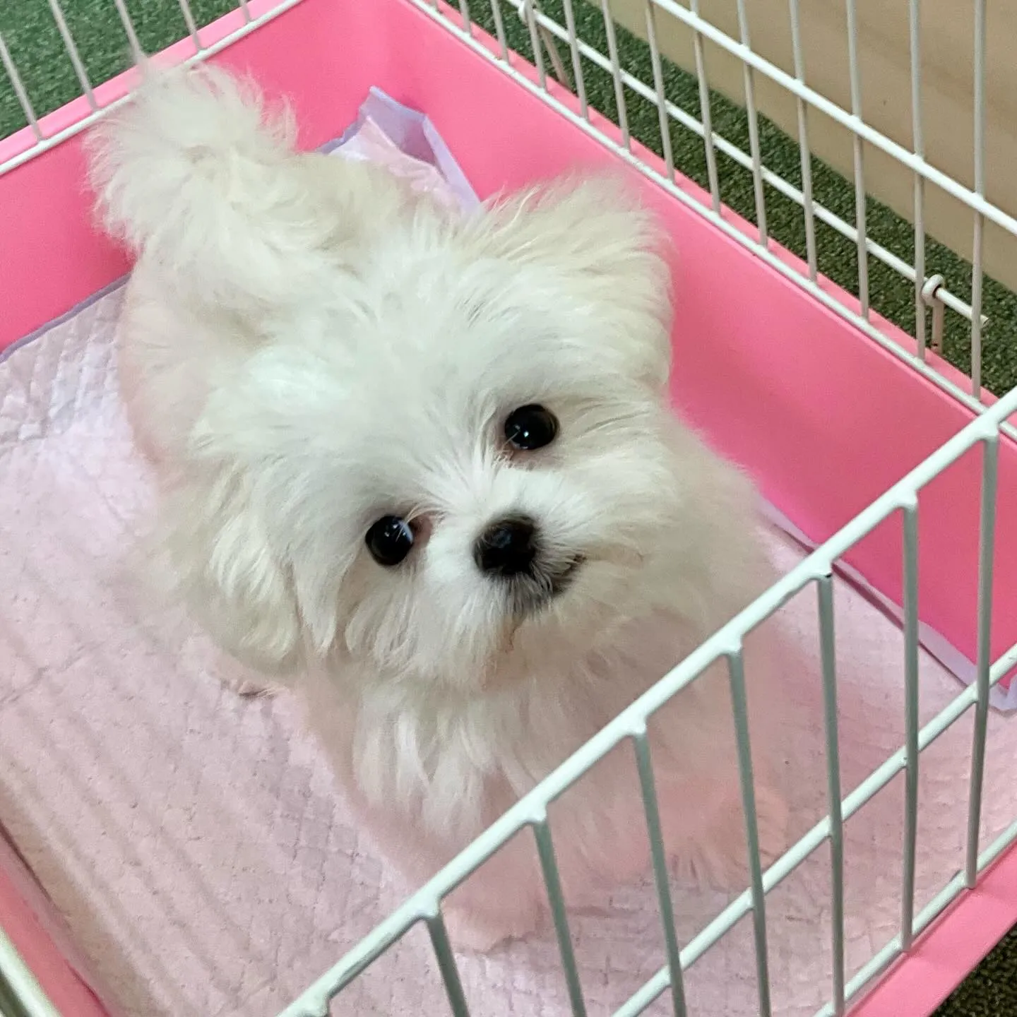 ** 巣立ち **