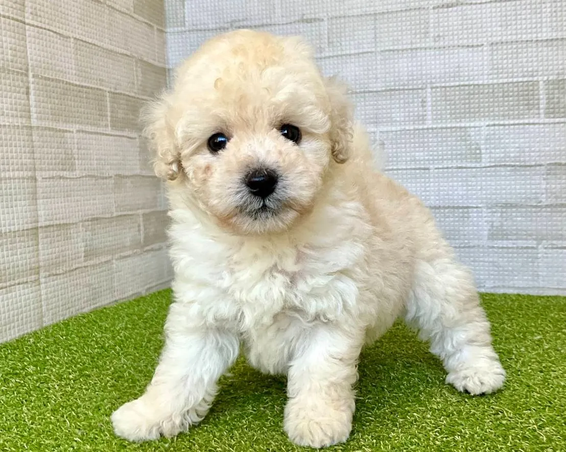 トイプードルの飼い方初心者必見後悔しないための現実的ポイントまとめ