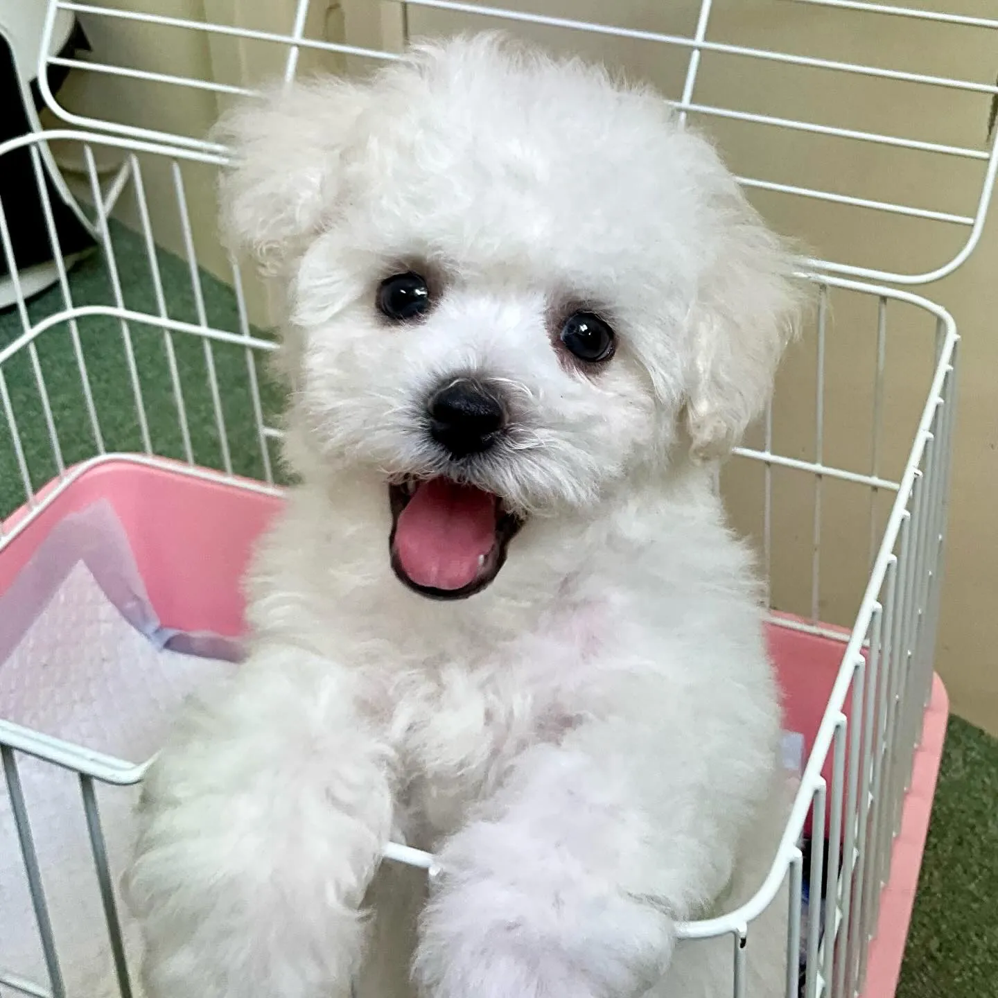 ** 巣立ち **