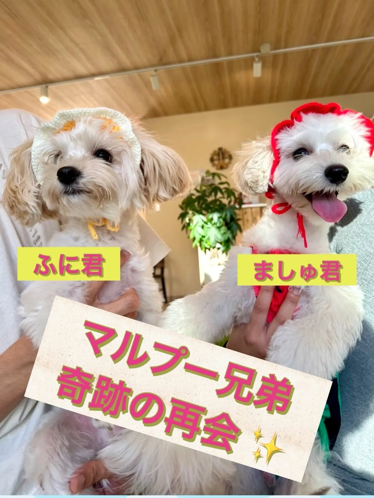 ＊＊ マルプー兄弟が奇跡の再会 ＊＊