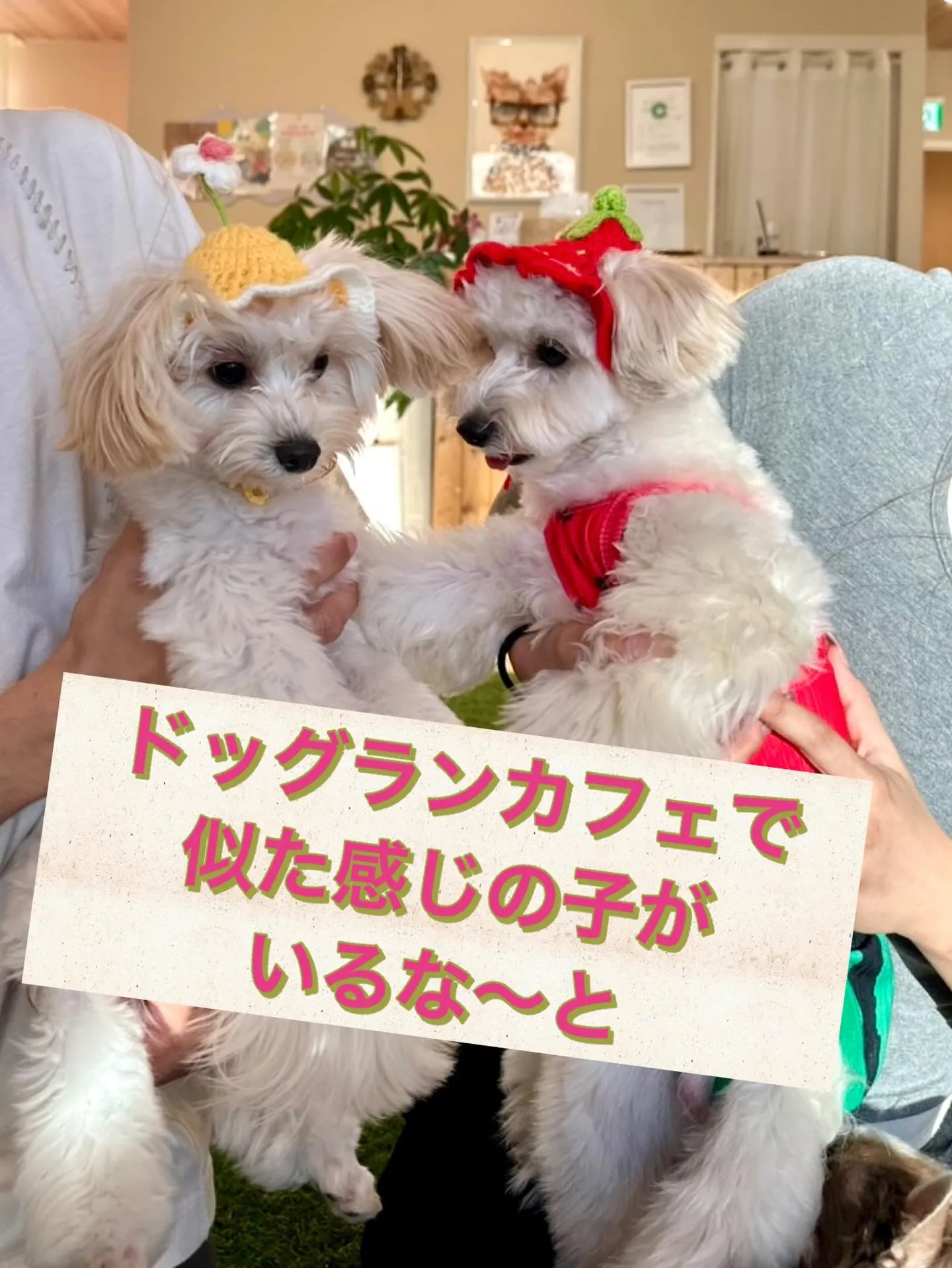** マルプー兄弟が奇跡の再会 **