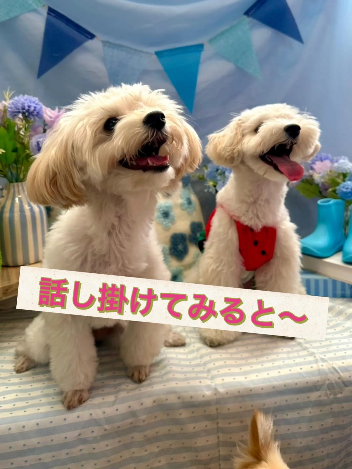 ** マルプー兄弟が奇跡の再会 **