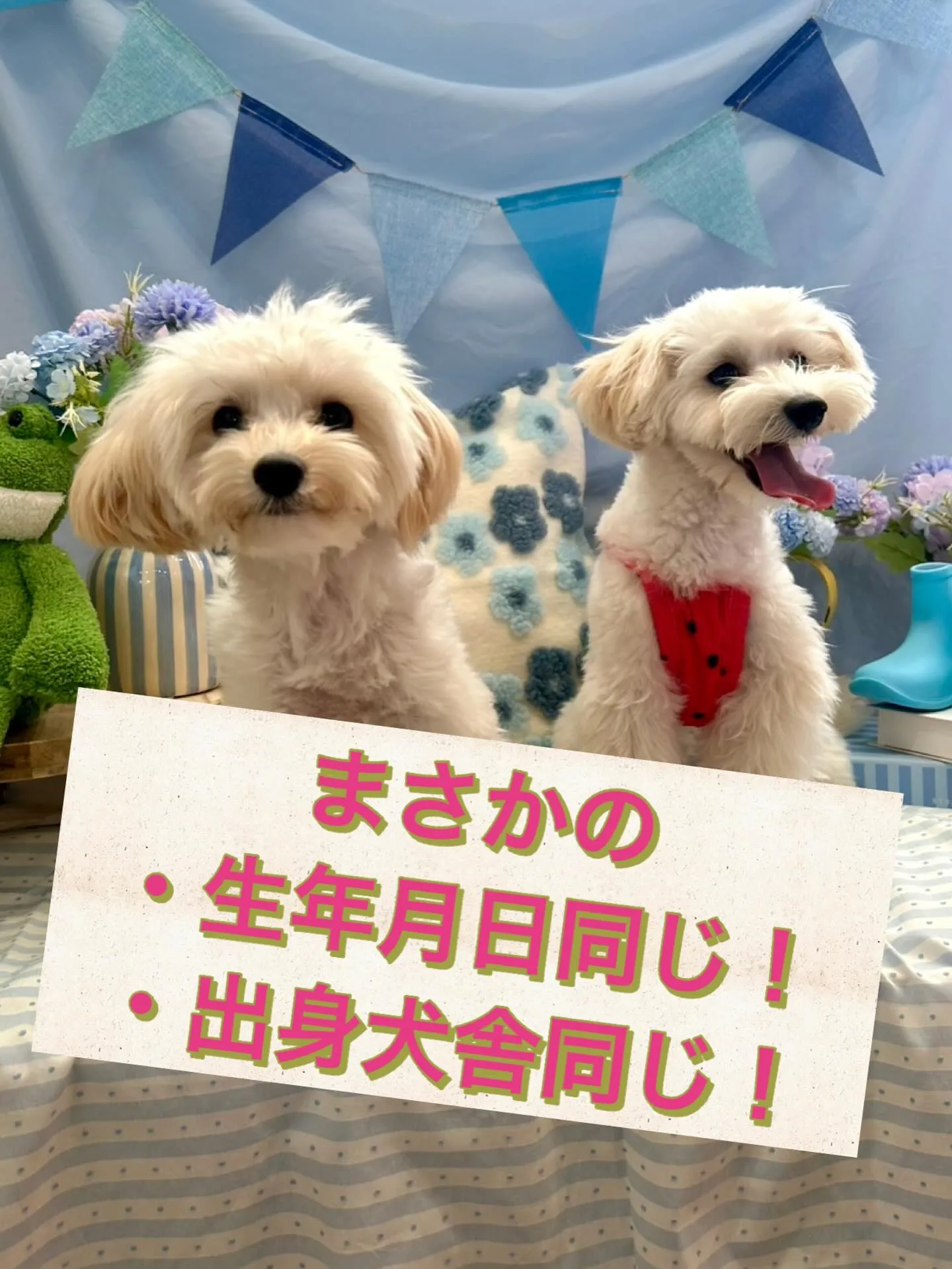 ** マルプー兄弟が奇跡の再会 **