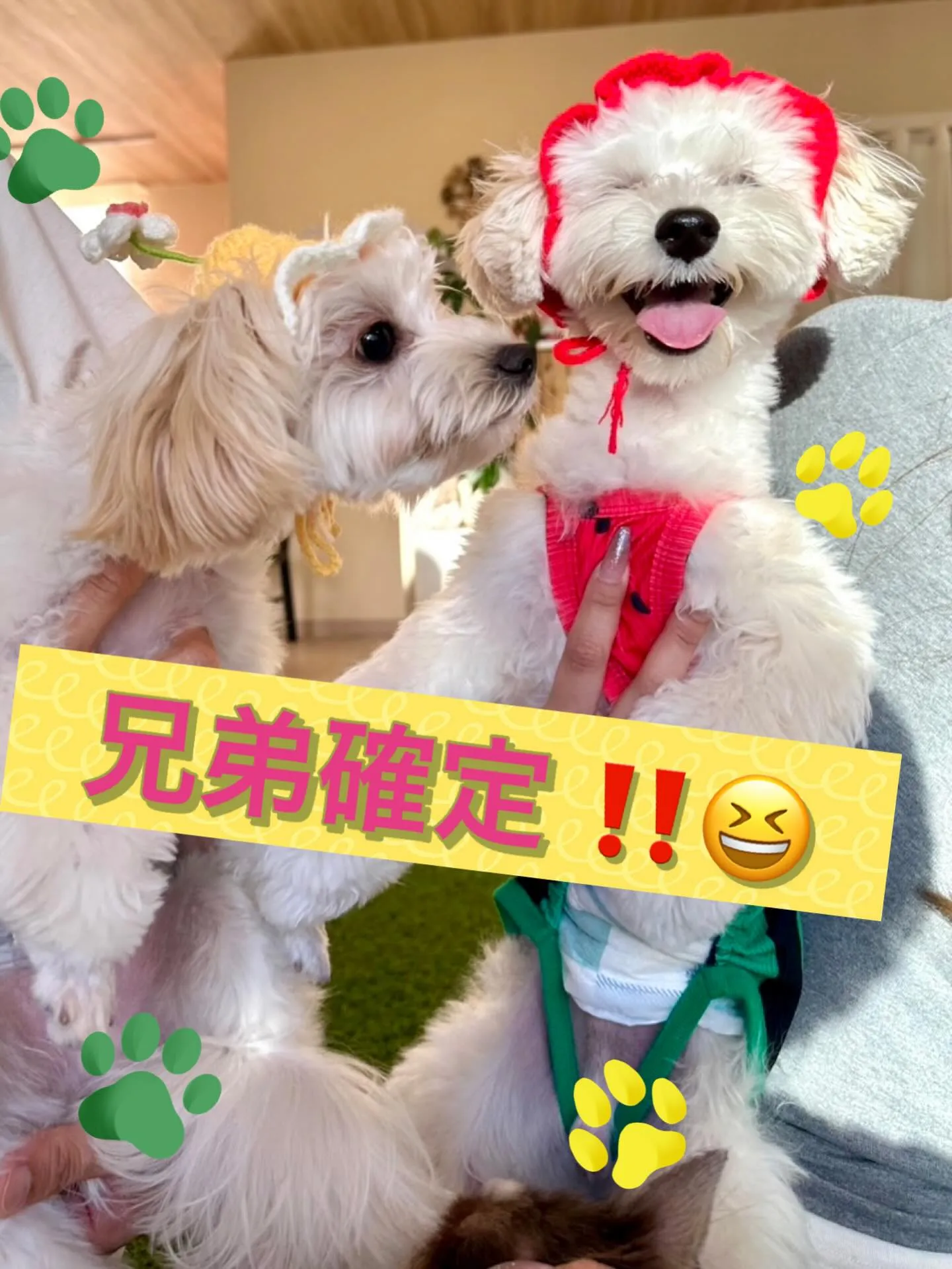** マルプー兄弟が奇跡の再会 **