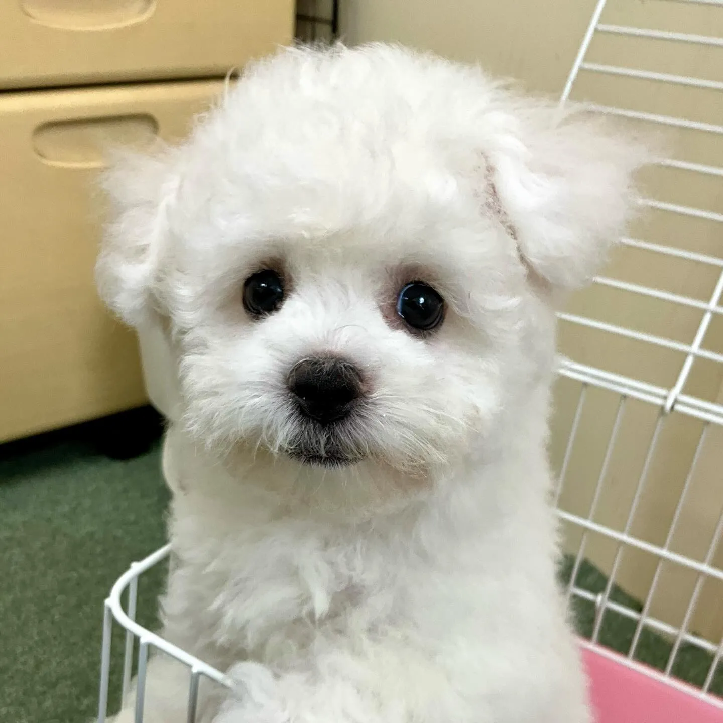＊＊ 巣立ち ＊＊