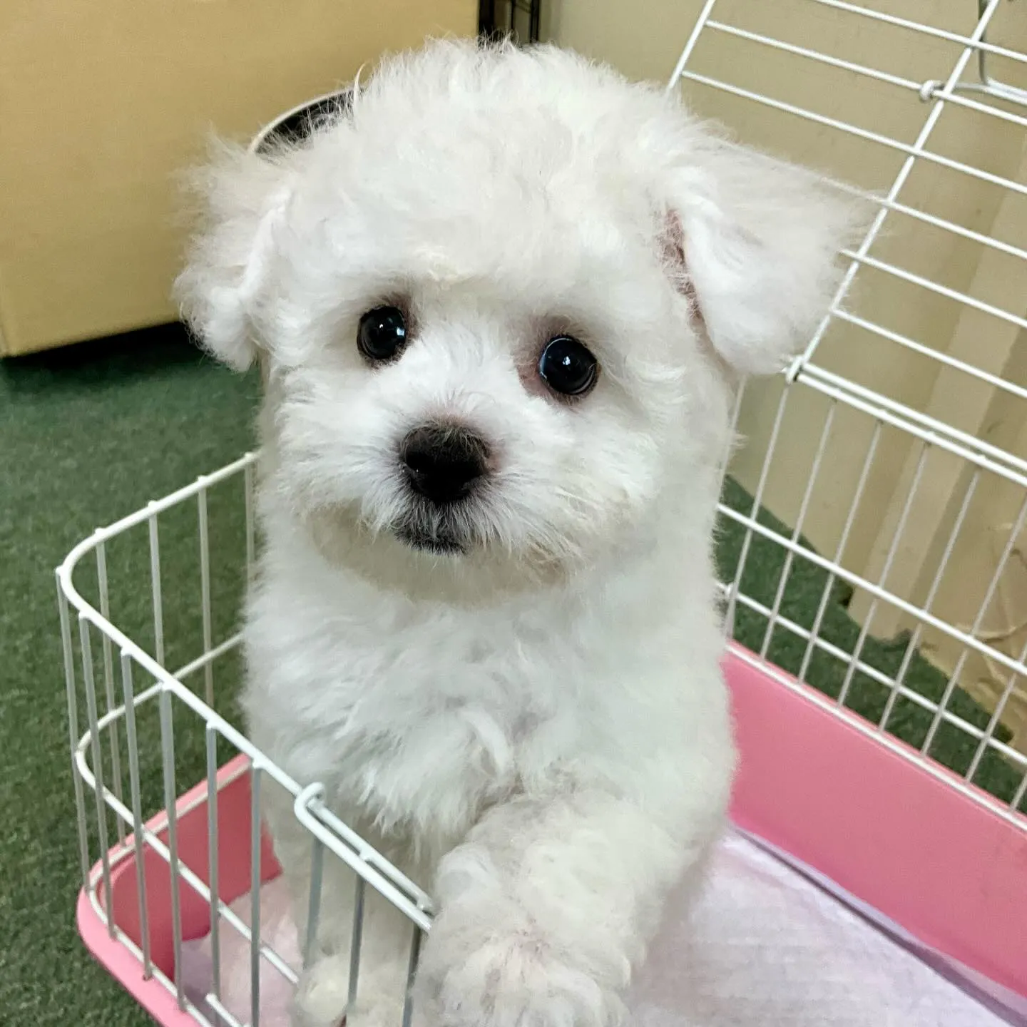 ＊＊ 巣立ち ＊＊