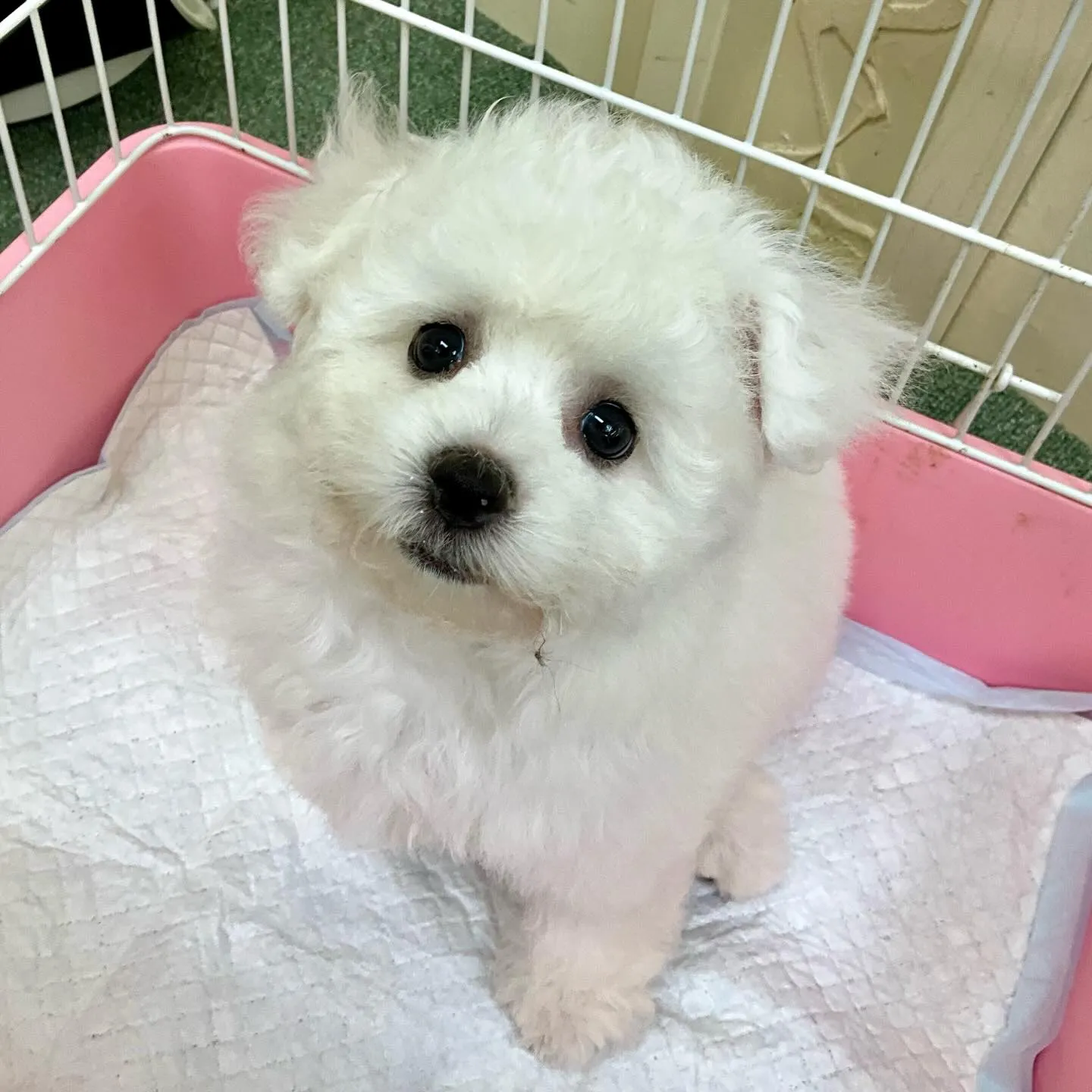 ＊＊ 巣立ち ＊＊
