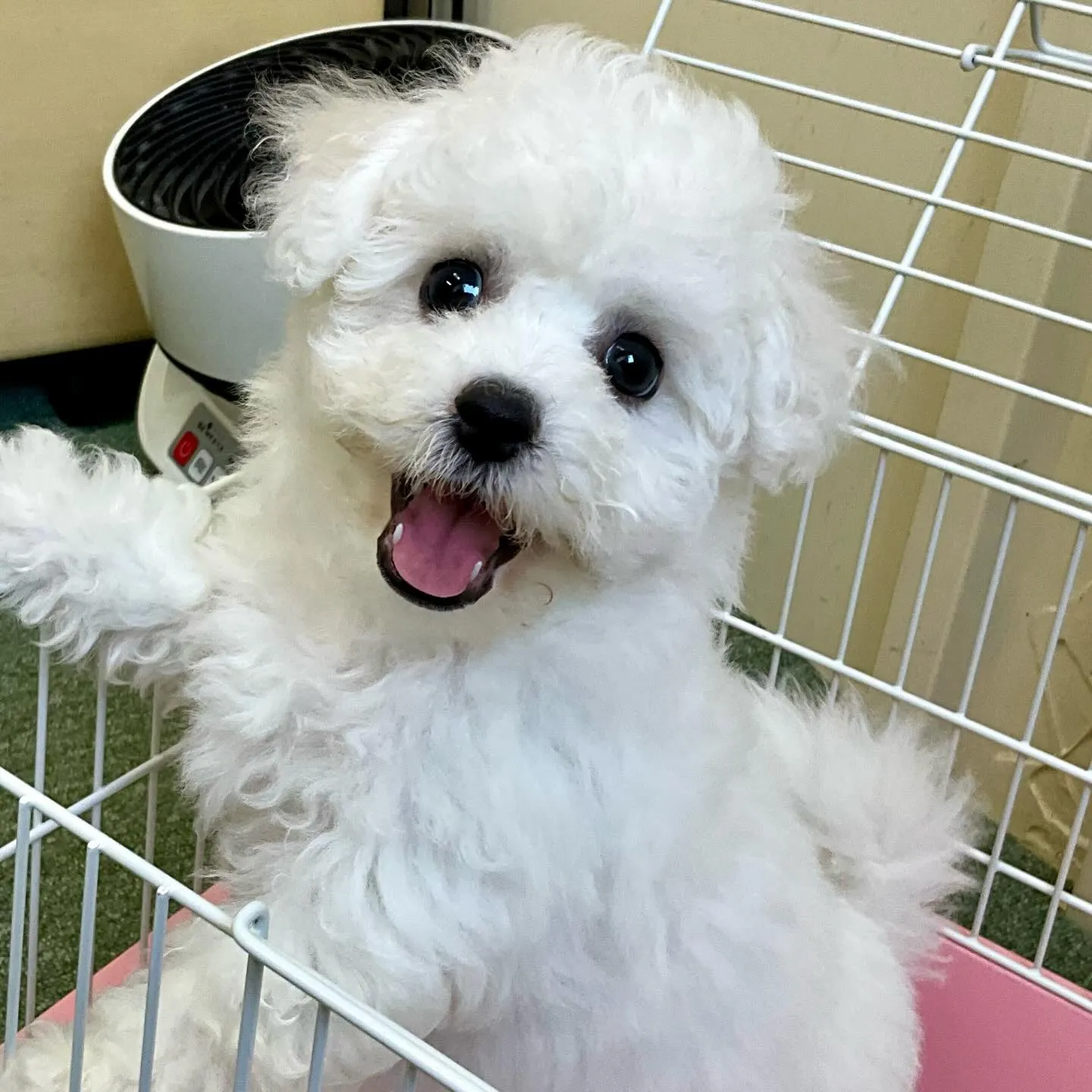 ＊＊ 巣立ち ＊＊