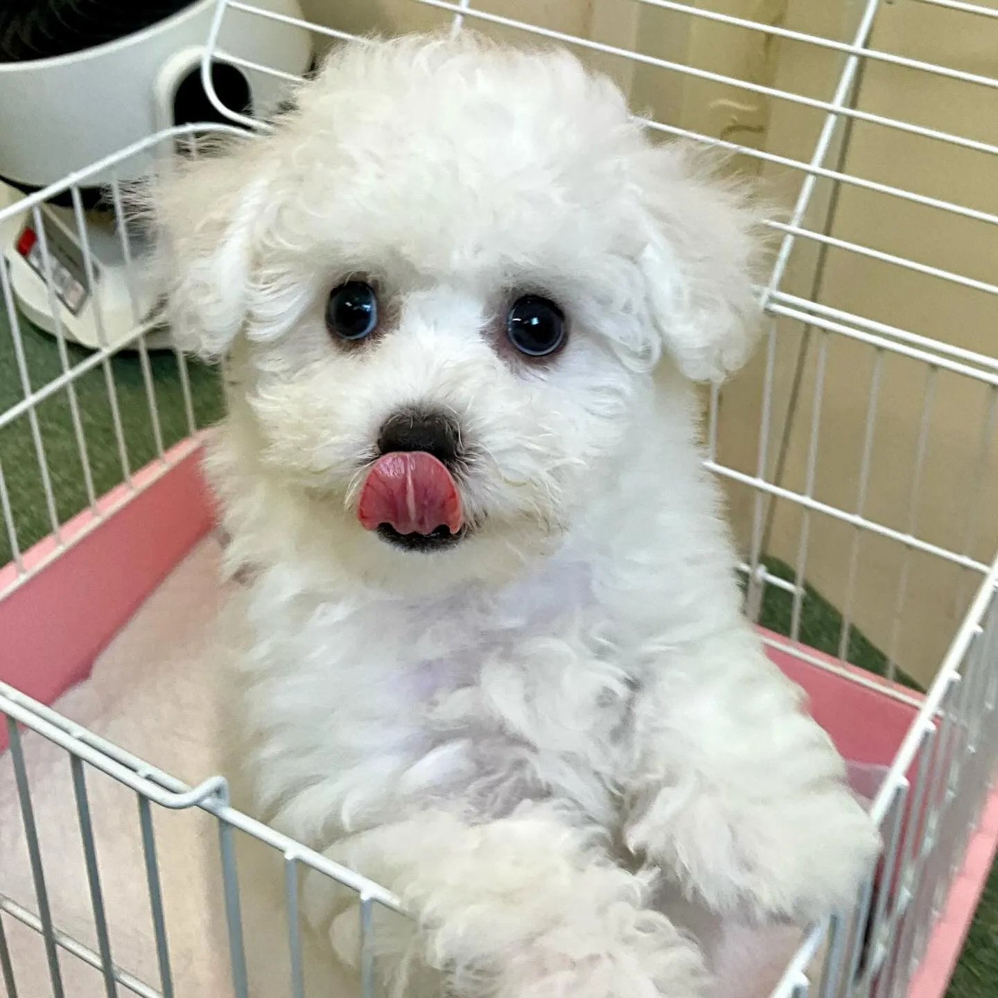 ＊＊ 巣立ち ＊＊