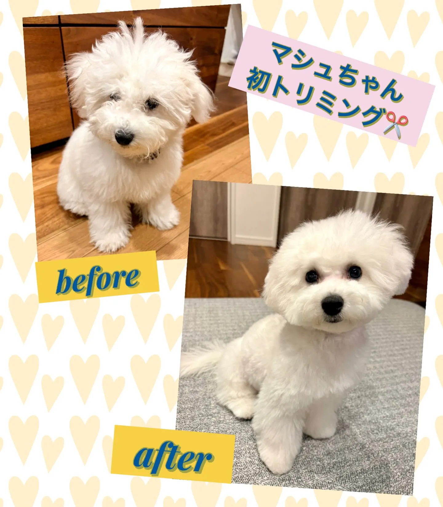 ** マシュちゃん 初トリミング **
