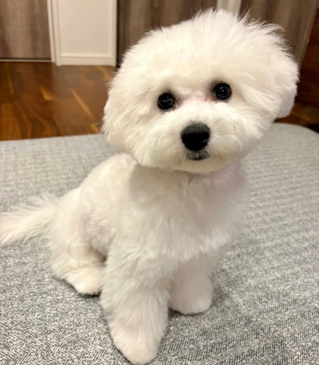 ** マシュちゃん 初トリミング **