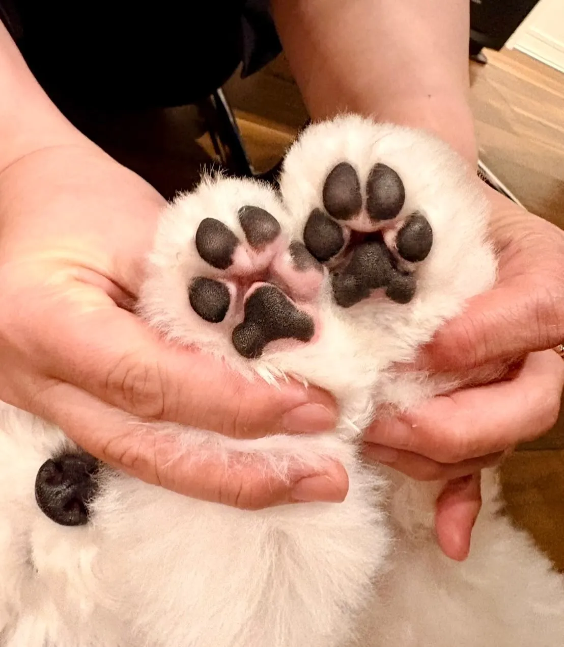 ** マシュちゃん 初トリミング **