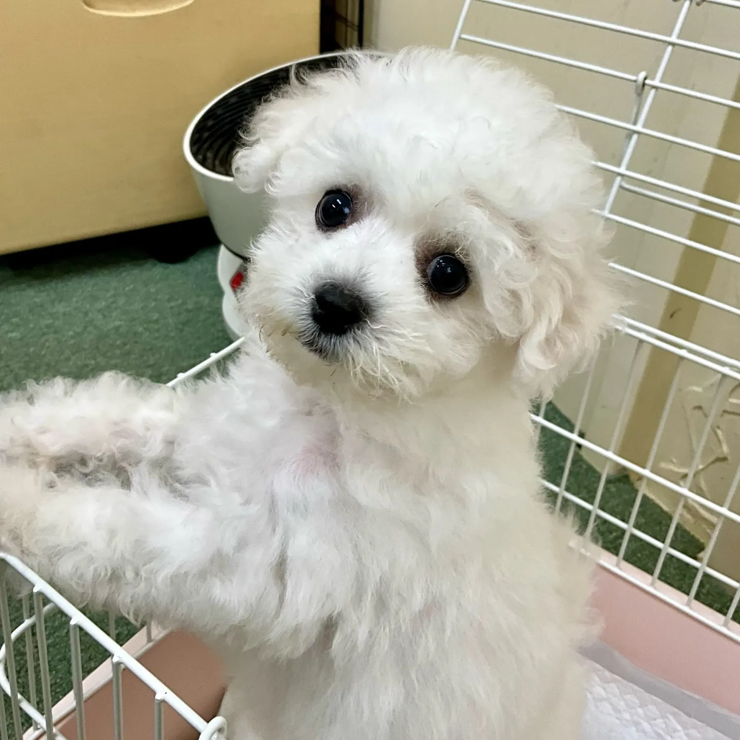 ＊＊ 巣立ち ＊＊