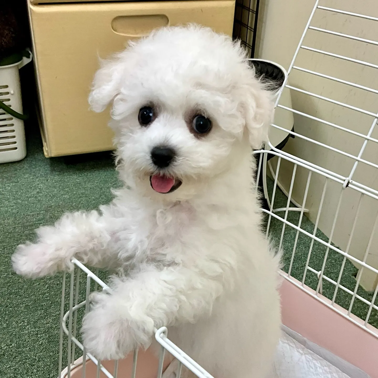 ＊＊ 巣立ち ＊＊