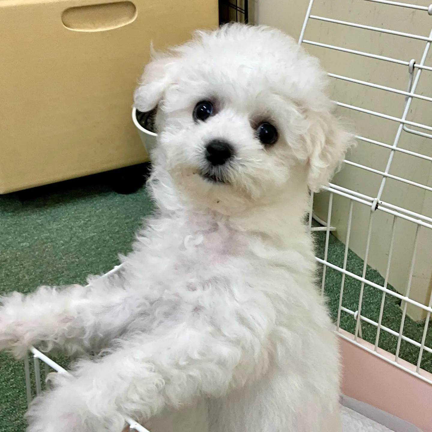 ＊＊ 巣立ち ＊＊