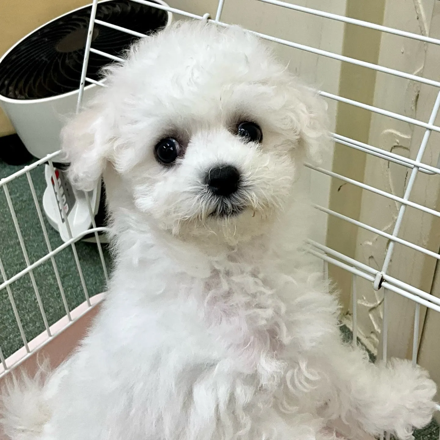 ＊＊ 巣立ち ＊＊