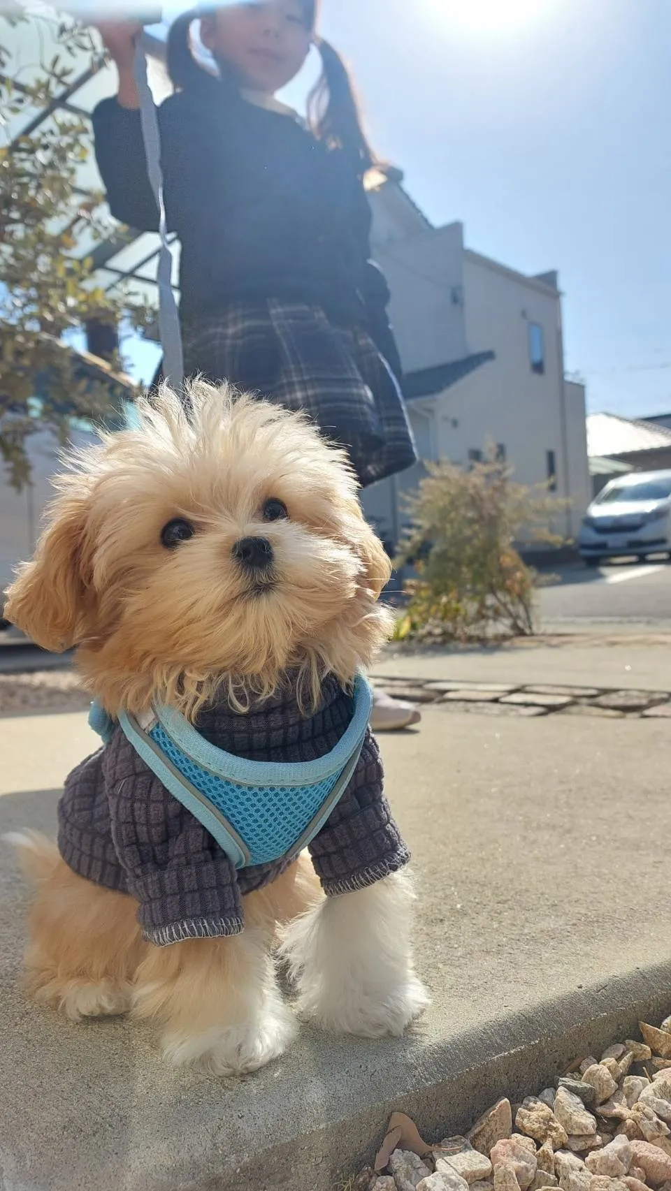マルプー子犬を熊本県で探す失敗しない選び方と直販ブリーダーの魅力解説