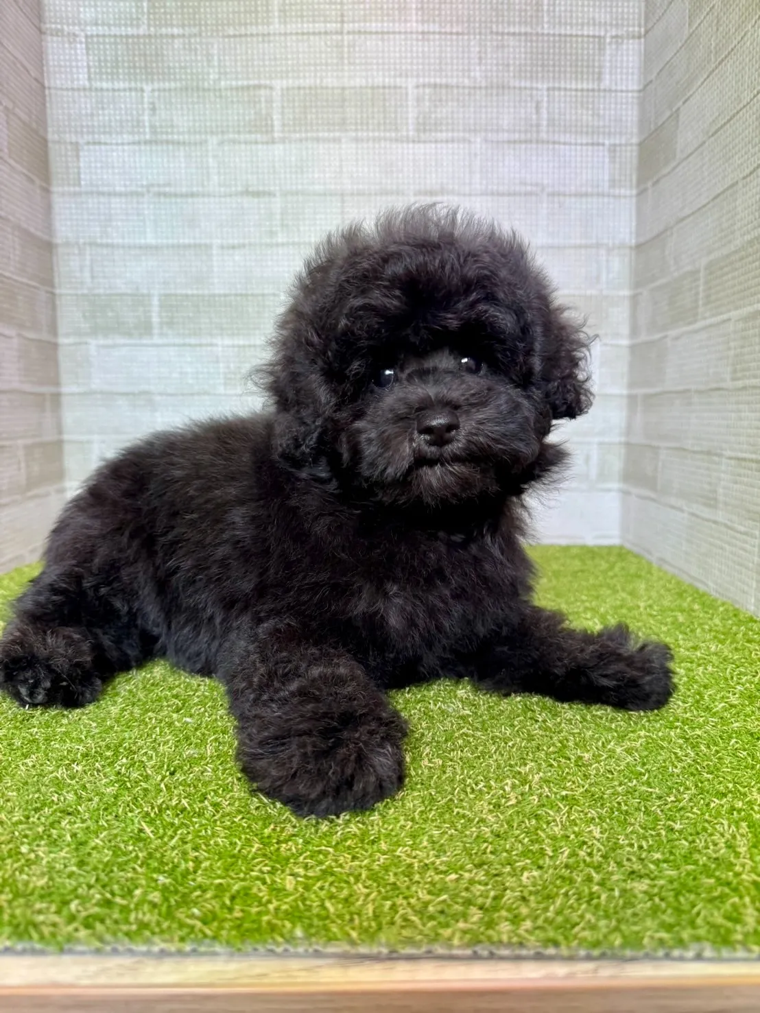 トイプードルの飼いやすい犬種基準と総合評価を初心者視点で詳しく解説