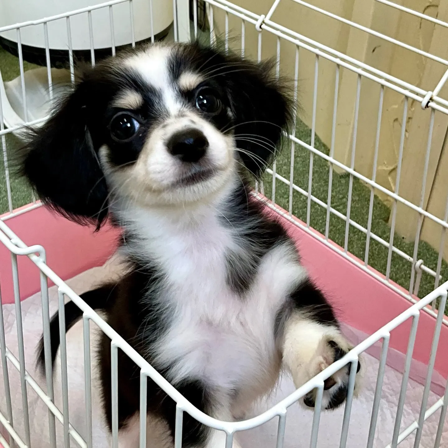 ** 巣立ち **