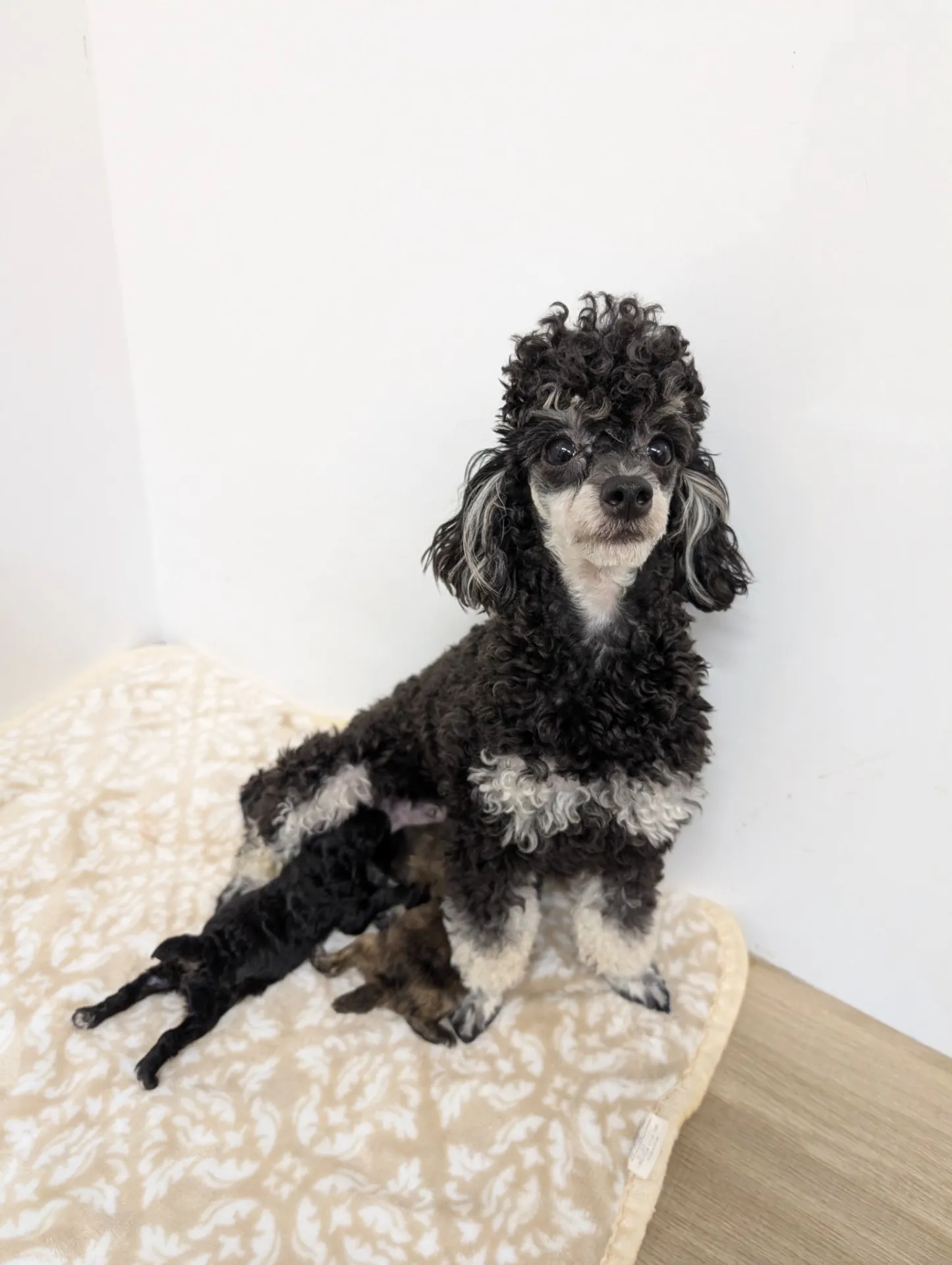 トイプードルを熊本県でシルバー毛色から選ぶお得な子犬探し完全ガイド