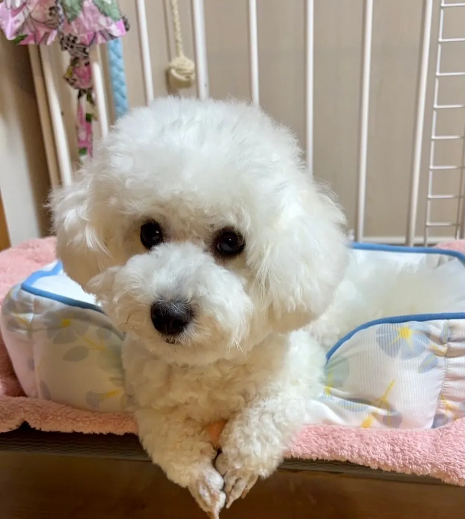 ＊＊ 琥珀ちゃん バースデー ＊＊