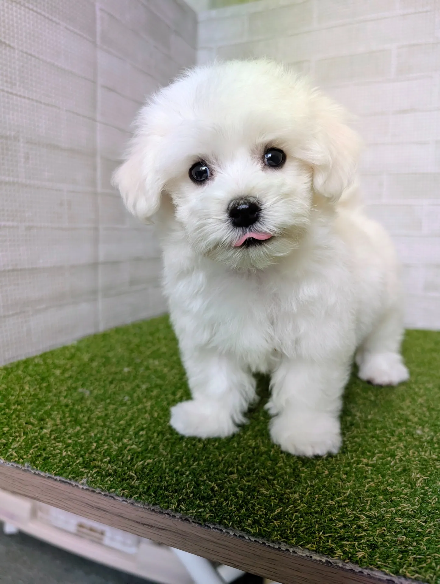 マルプーを熊本県で飼う前に知っておきたい選び方と準備のポイント