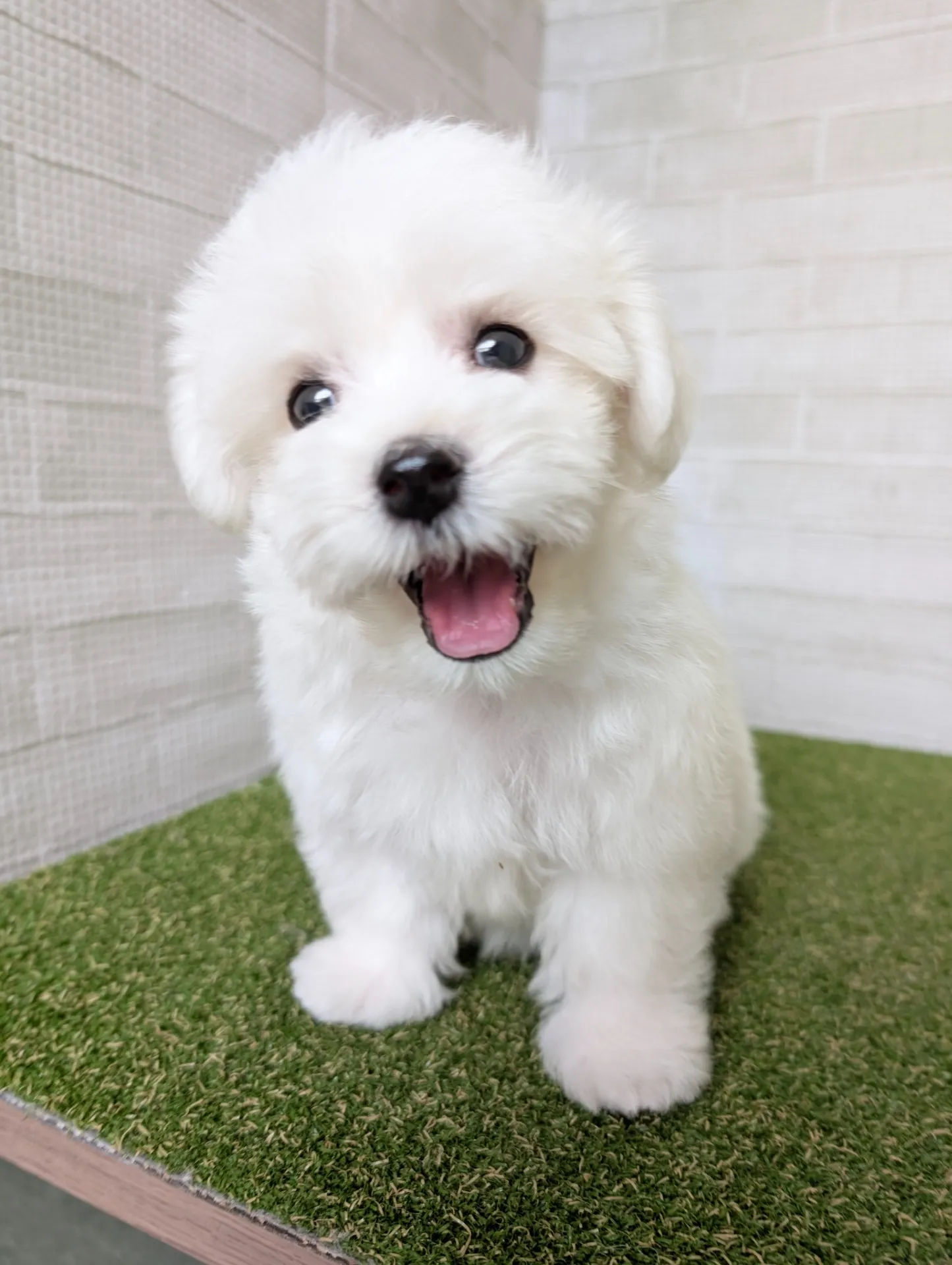 マルプー子犬の選び方で健康と相性を大切にするチェックポイント集