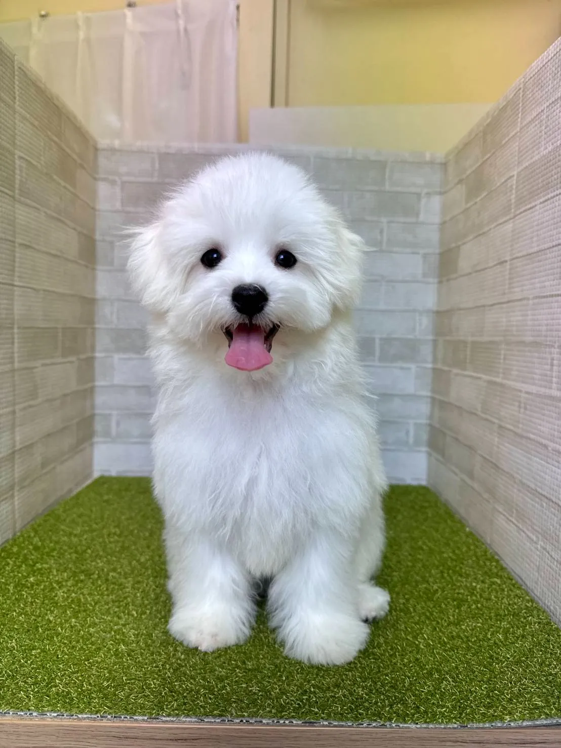 ビションフリーゼの宮崎県子犬販売で安心して選ぶための比較ポイントと費用の目安
