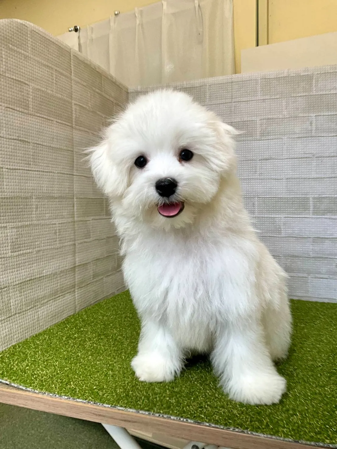ビションフリーゼを宮崎県で飼うポイントと入手先比較ガイド