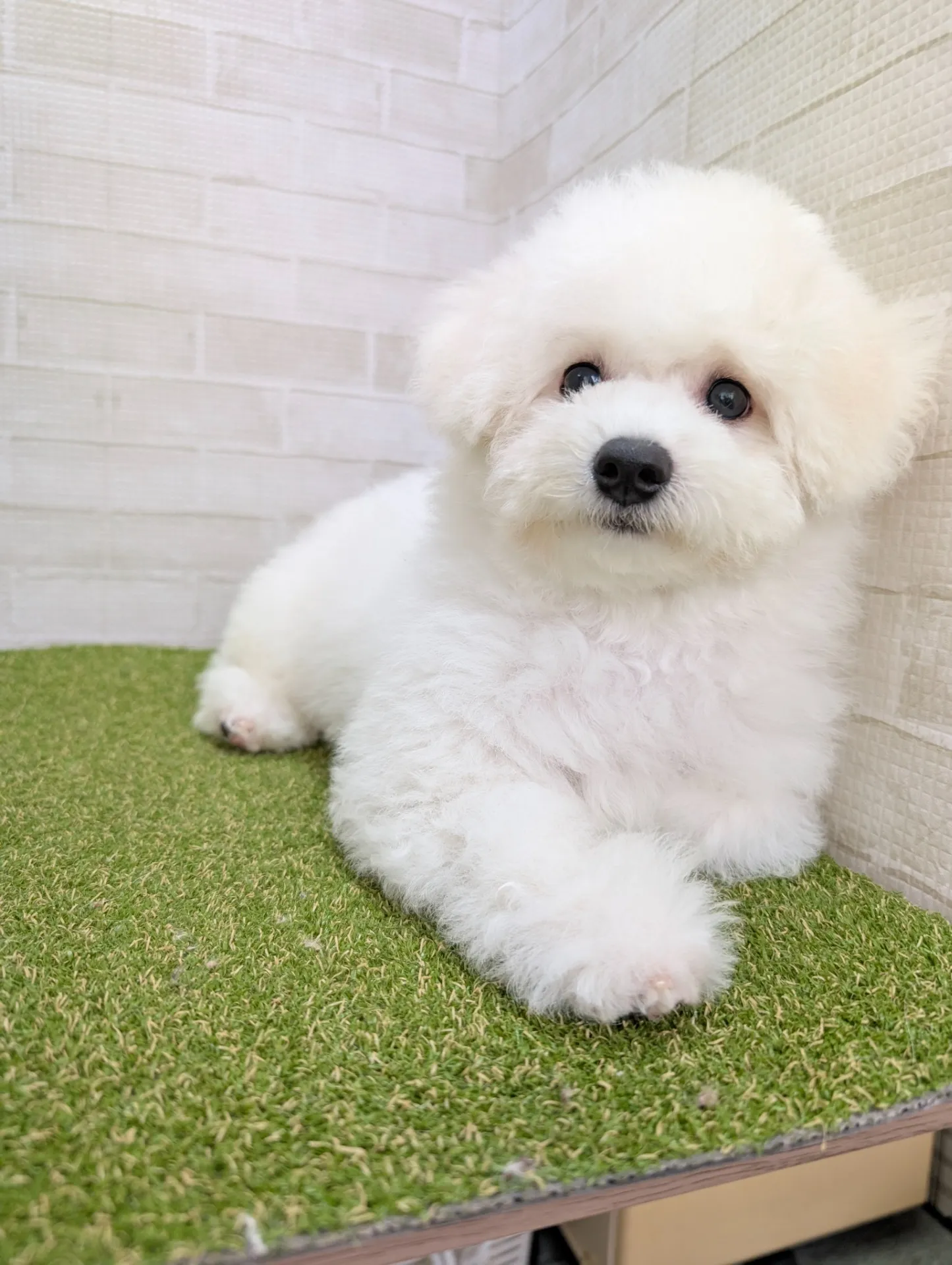 ビションフリーゼの福岡県子犬価格と選ぶ際の見極めポイント解説