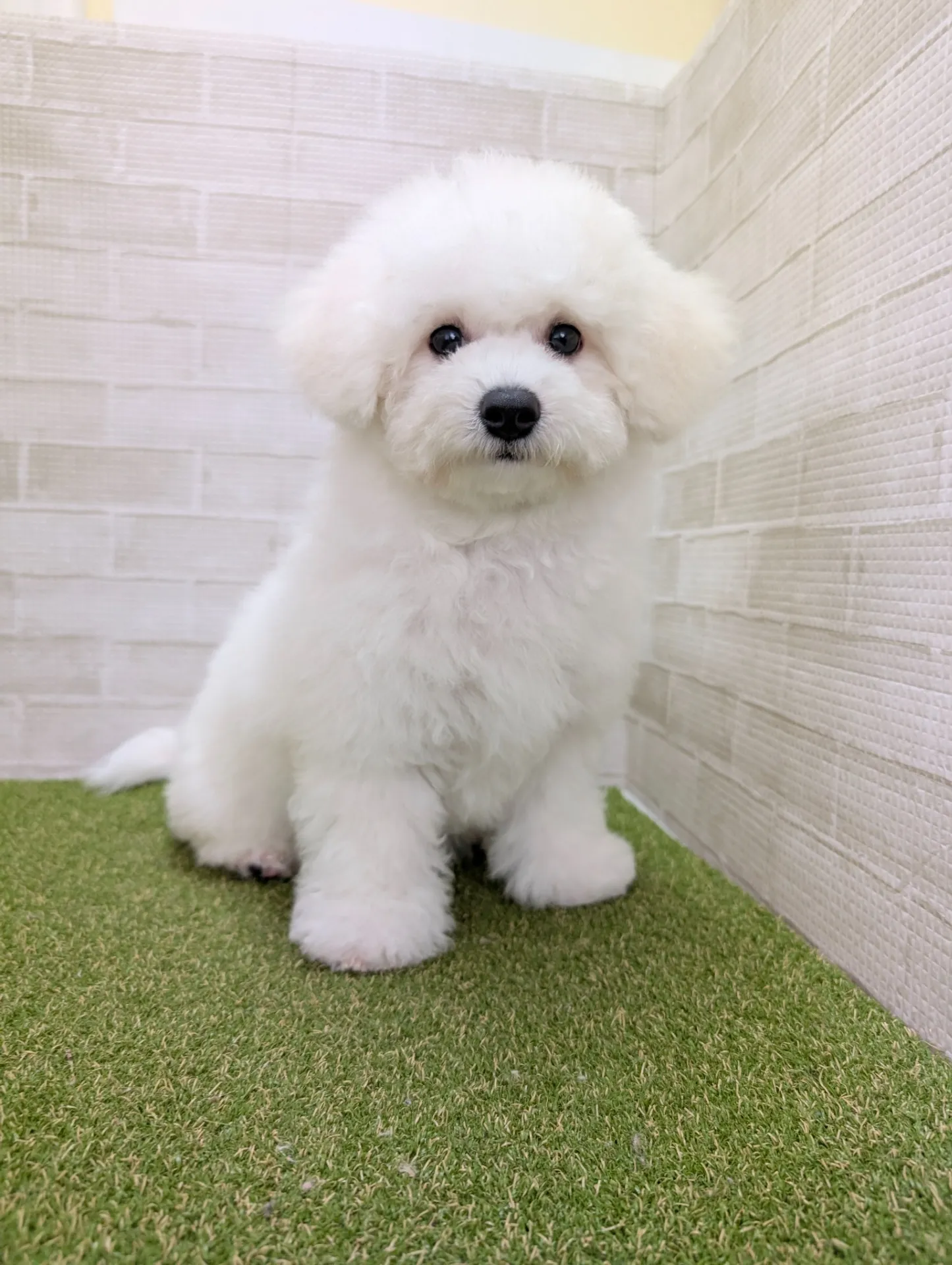 ビションフリーゼの宮崎県子犬探し最新比較と安心の選び方