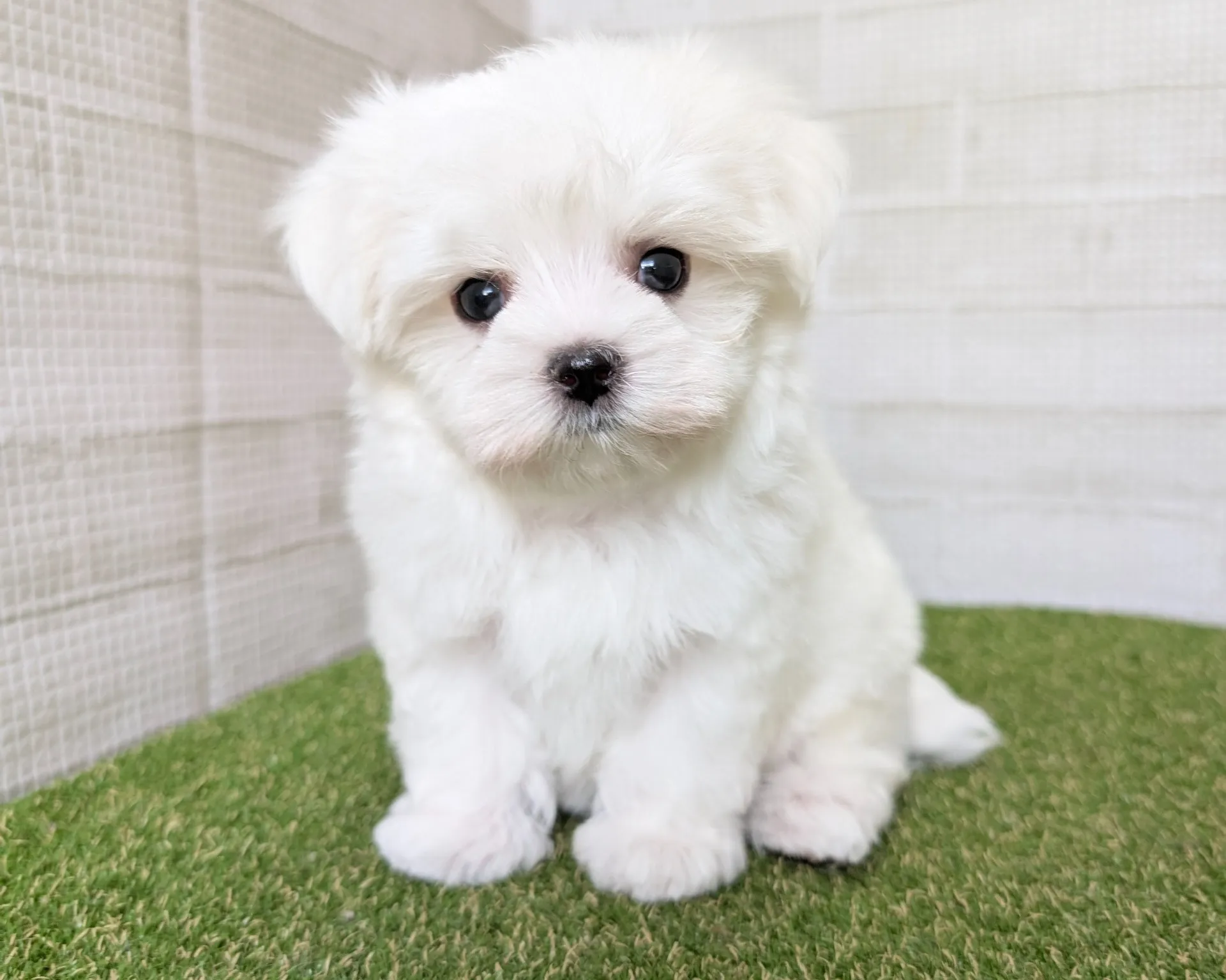 トイプードルとマルチーズ違いを性格や飼いやすさから徹底比較