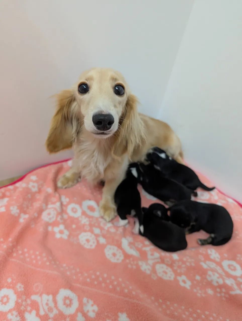 ミニチュアダックスのブリーダー選びと子犬を健康に迎えるための比較ポイント