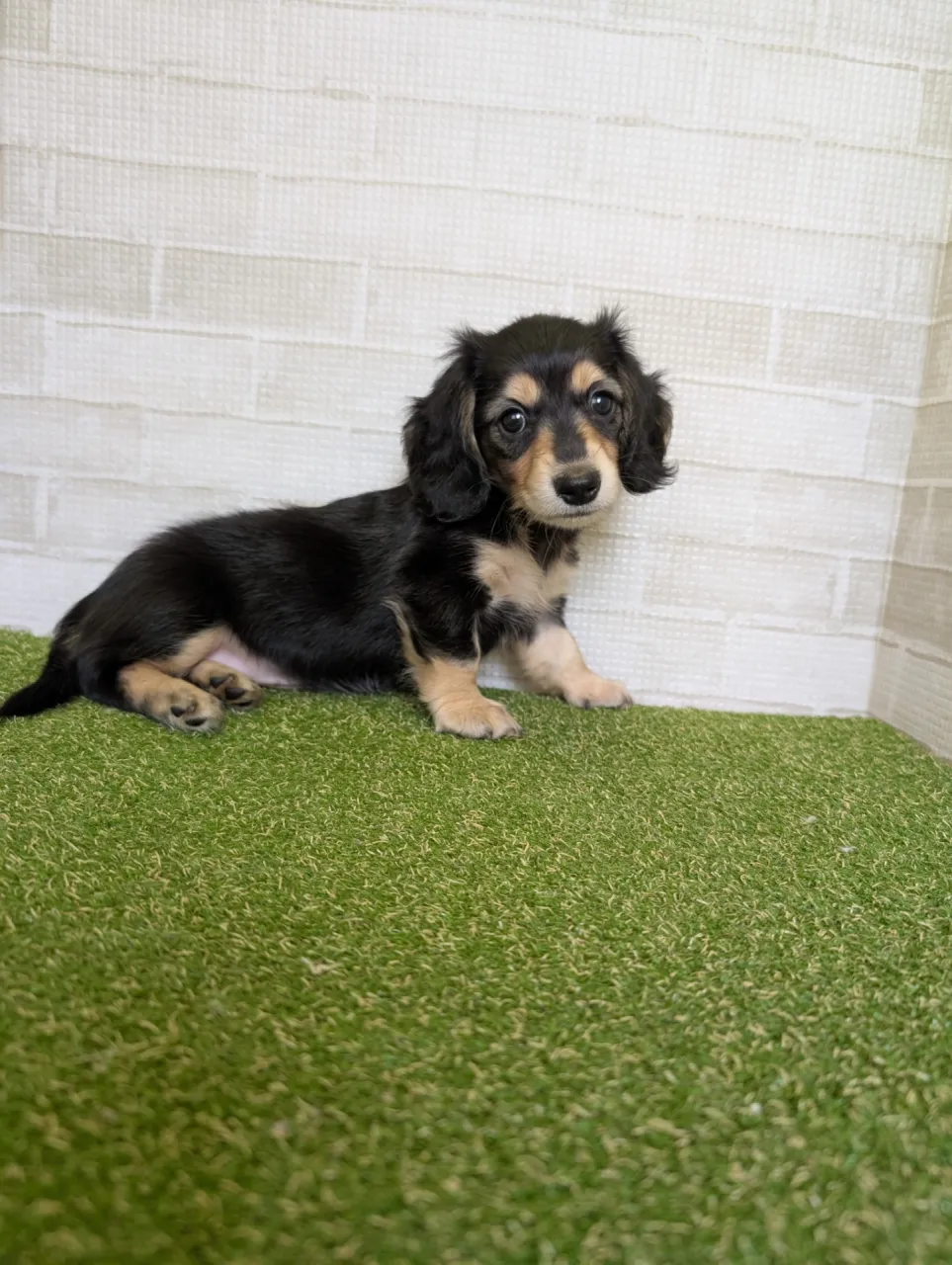 ミニチュアダックスの子犬探し熊本県で安心して迎えるための選び方と比較ポイント