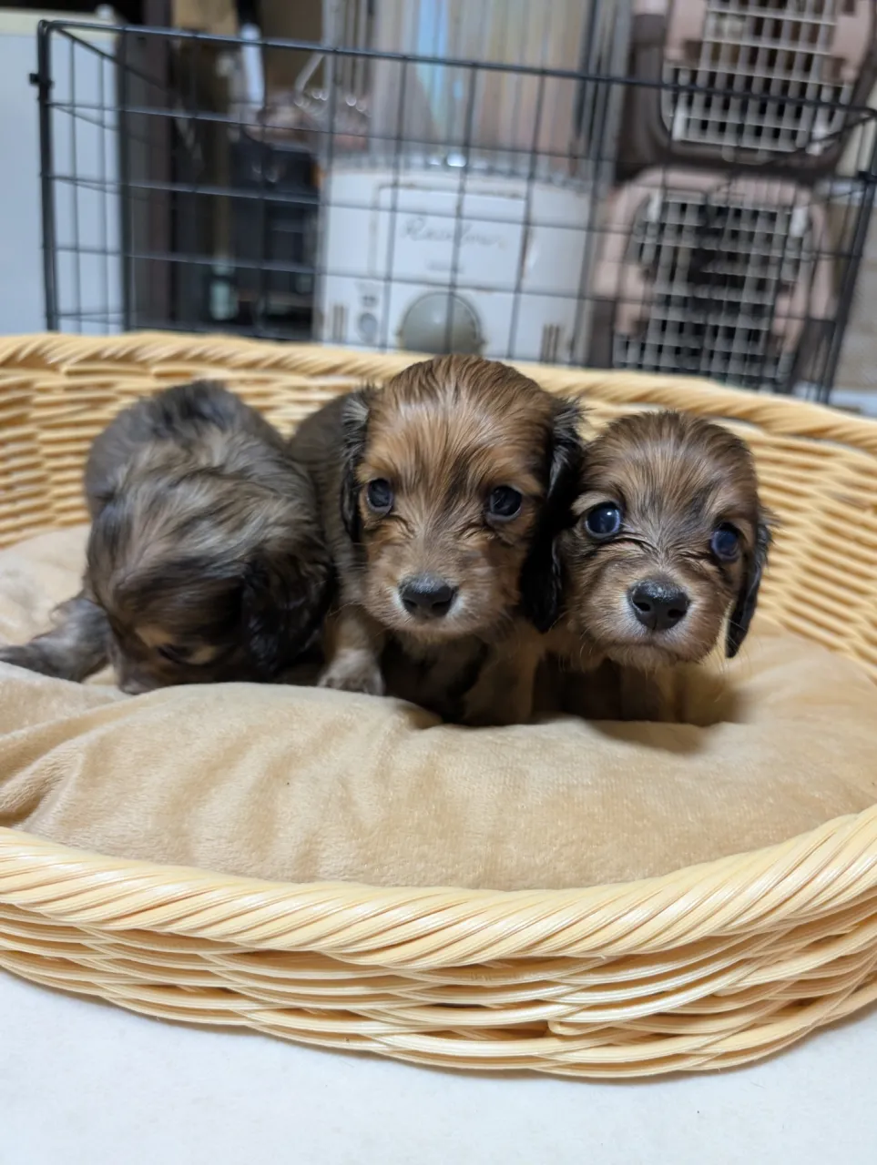 ミニチュアダックスを熊本県で飼うための入手先比較と安全な環境づくりガイド