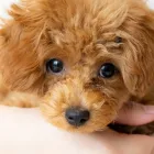 見学・お迎えの流れ