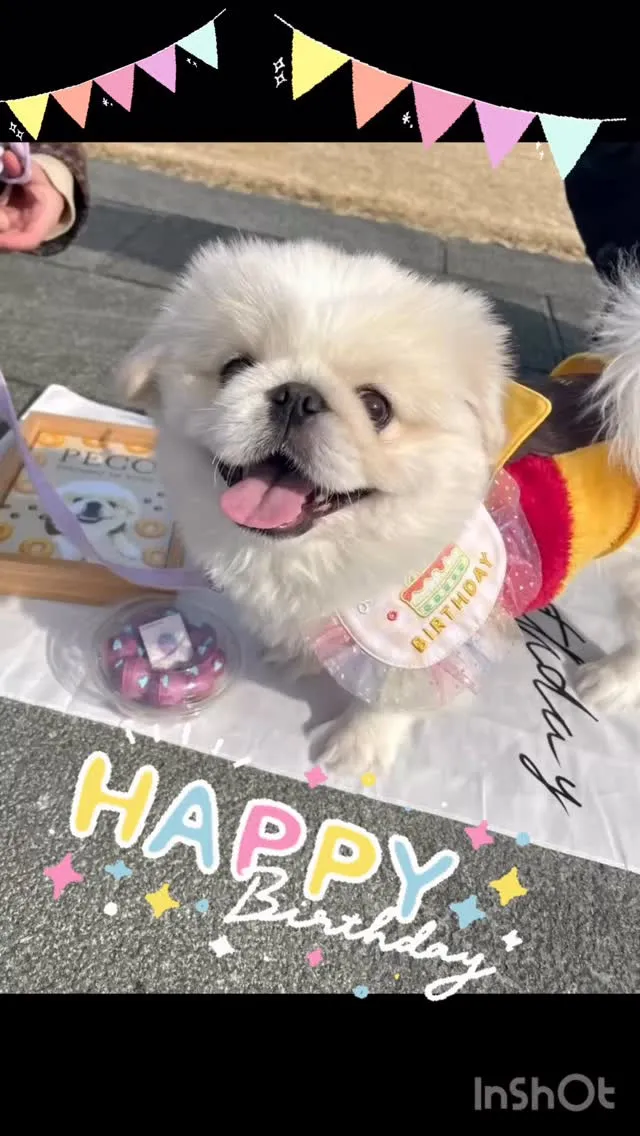 ＊＊ ペコ君バースデー ＊＊