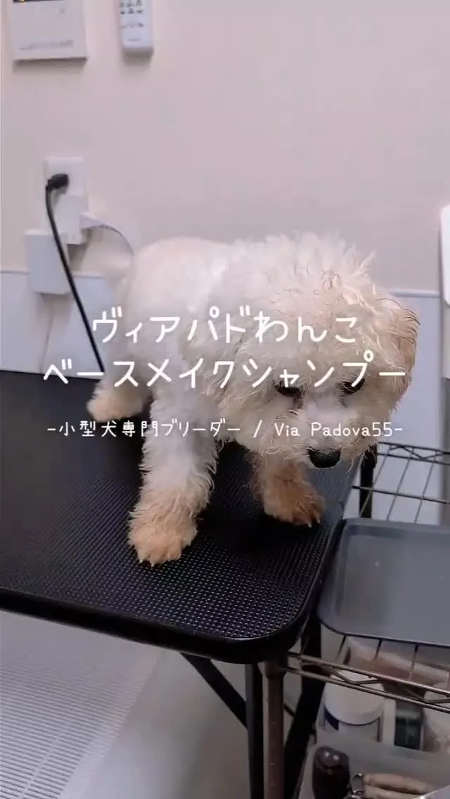 ＊＊ ヴィアパドファミリー＆おすすめシャンプー紹介 ＊＊