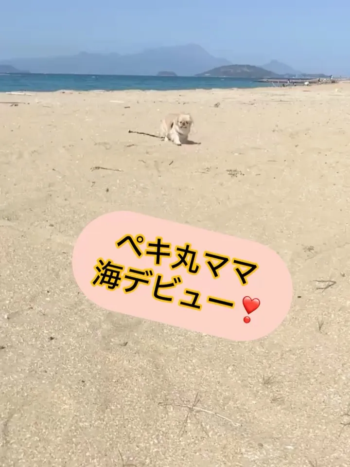 ＊＊ ペキ丸ママ 海デビュー ＊＊