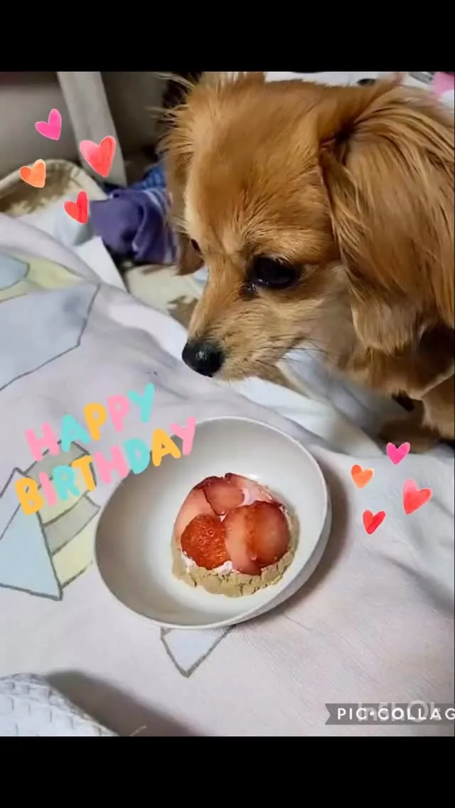 ＊＊ ちゃちゃちゃんバースデー ＊＊