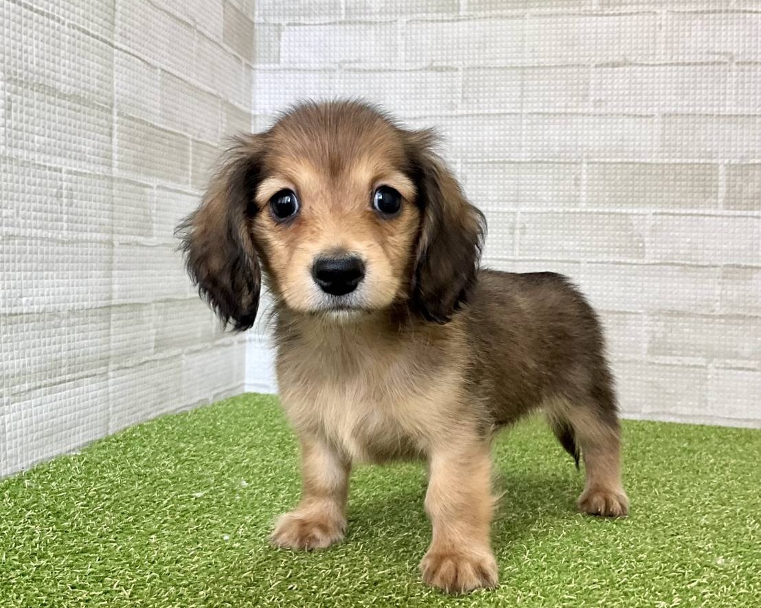 ミニチュアダックス