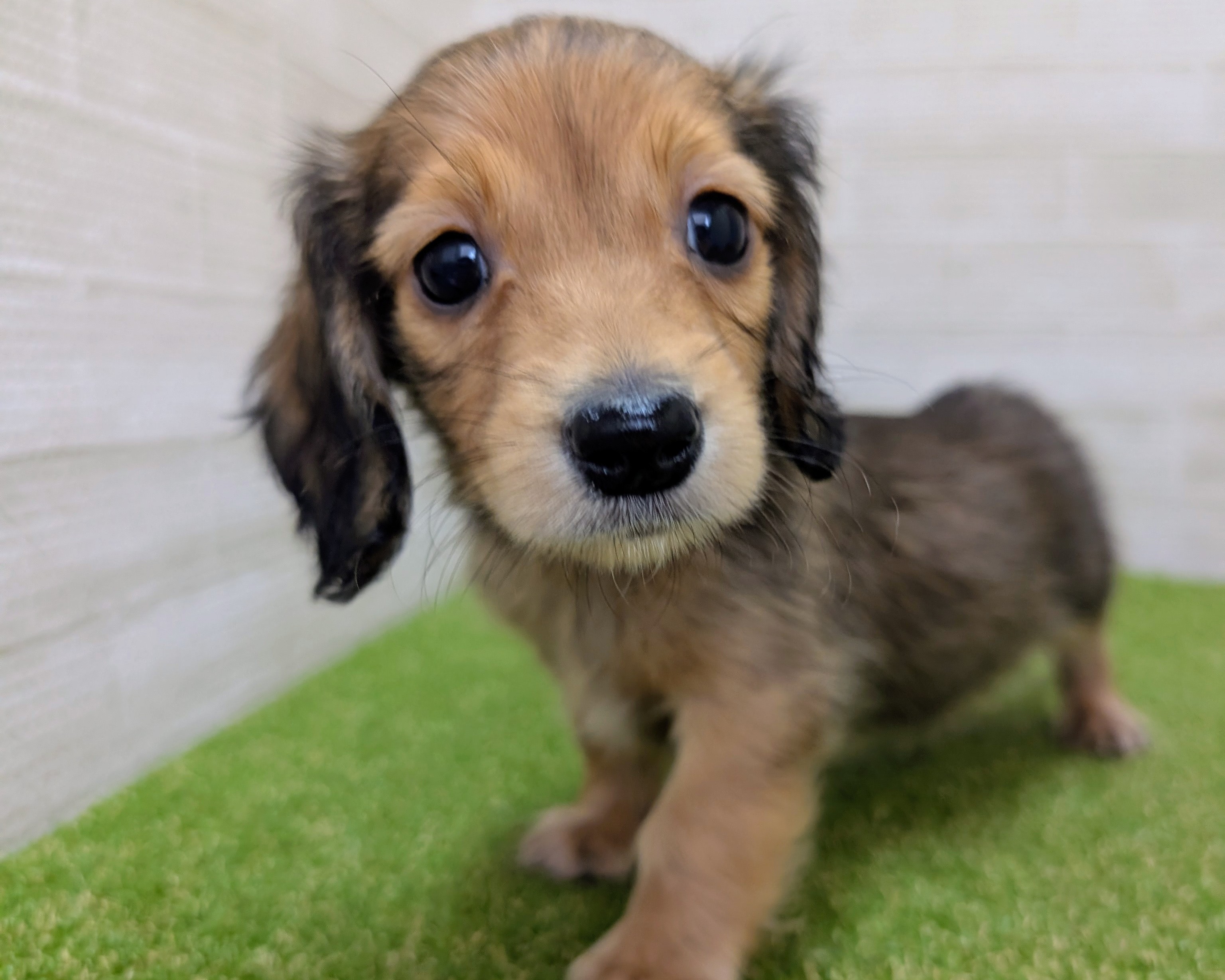 ミニチュアダックス